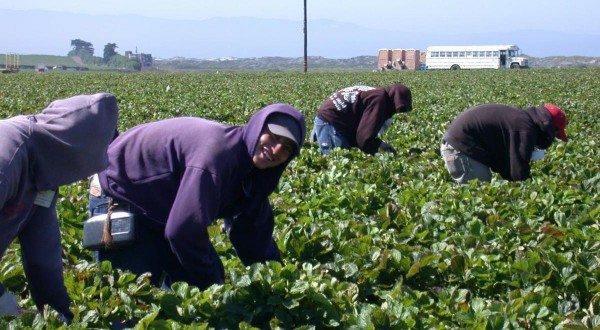 inmigrantes campo, temporeros campo, trabajadores campo, parados campo