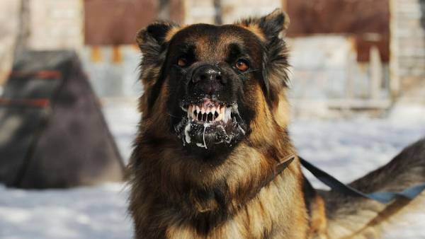 perro coronavirus, perro Covid 19, perro China, perro salvaje, perro callejero, perro rabioso