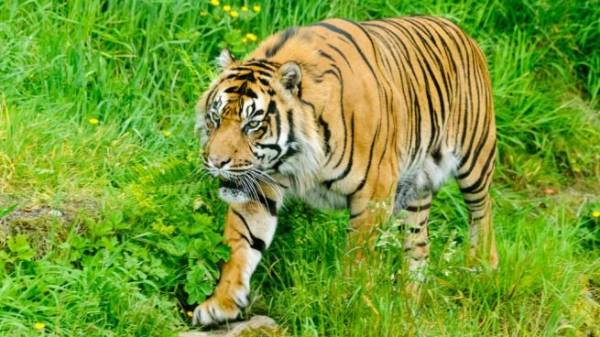 tigre