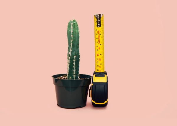 cactus metro