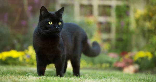 gato coronavirus, gato Covid 19