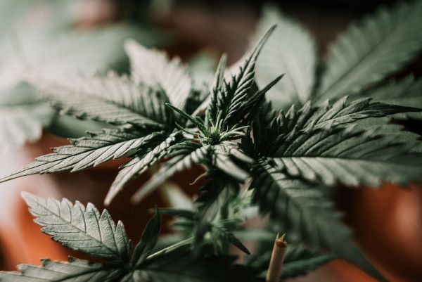 marihuana planta