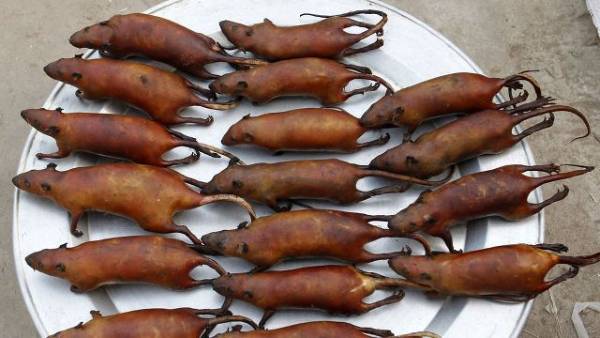 ratas coronavirus, ratas Covid 19