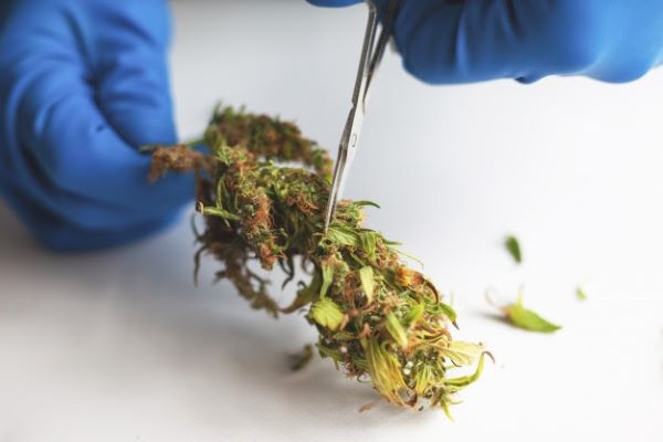 cogollos cannabis marihuana guantes