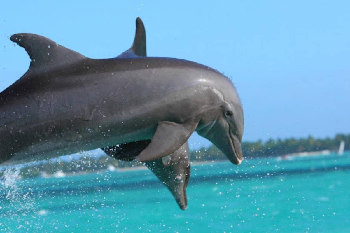 delfines