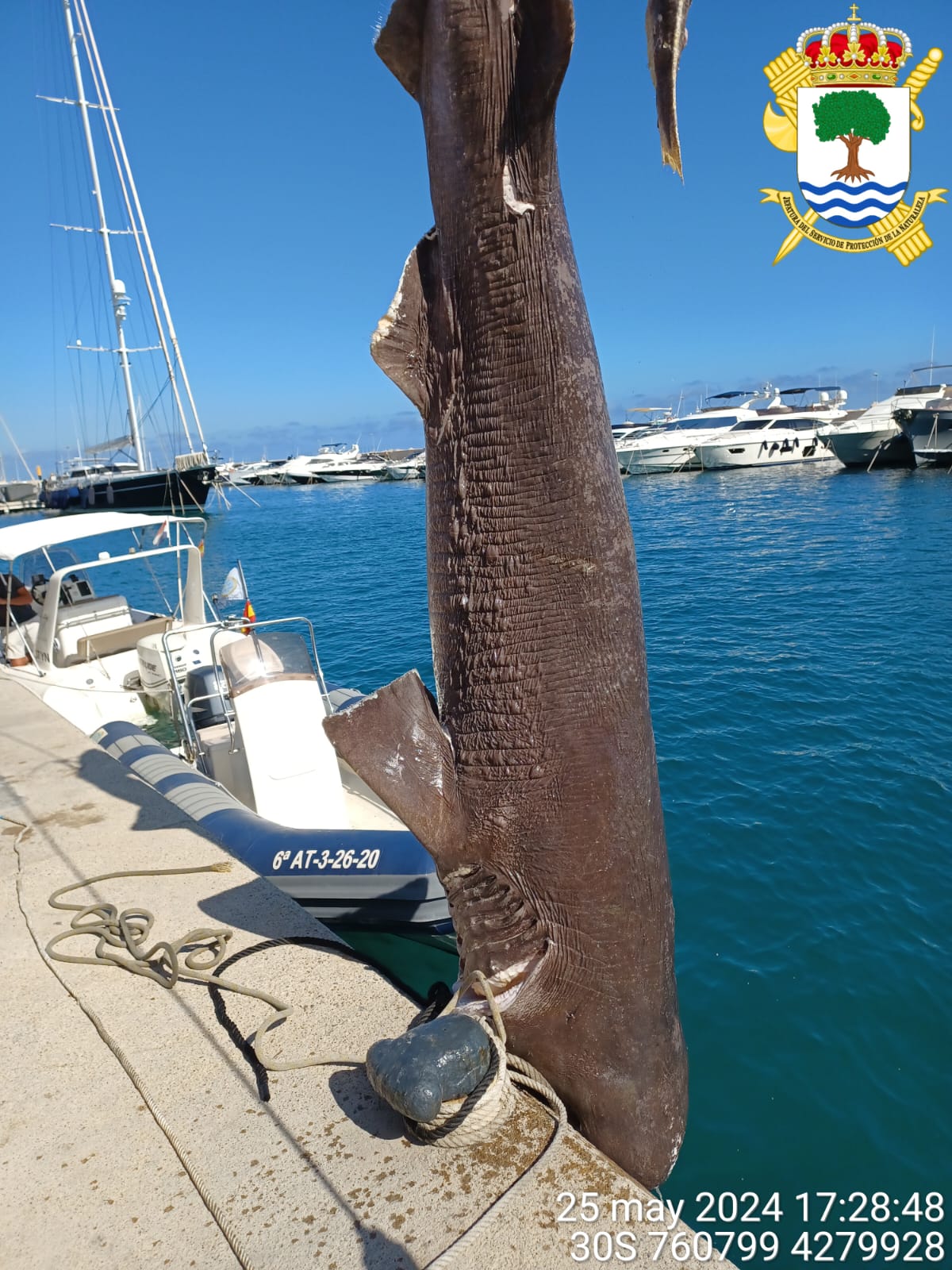 cabanota tiburon
