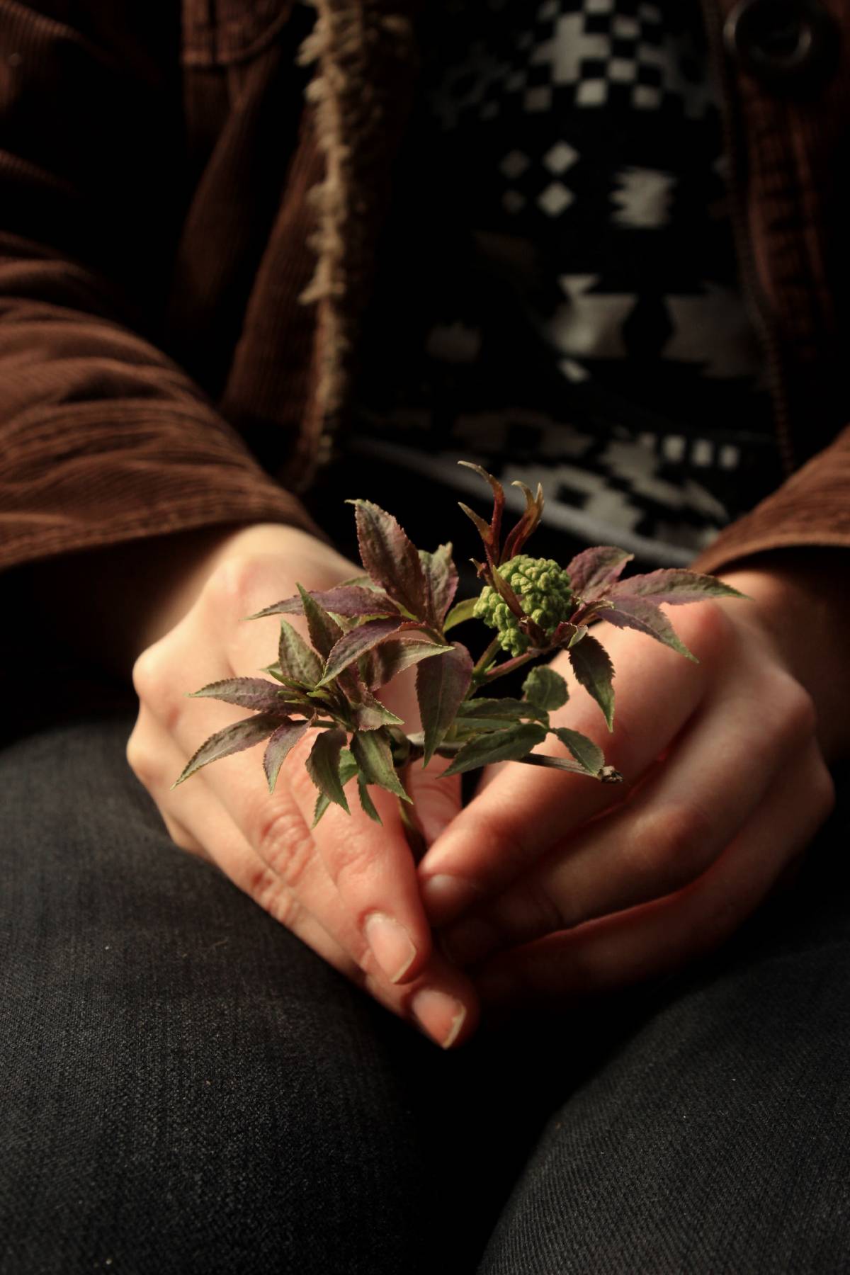 beautiful new plant